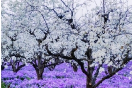 赴一場春（chūn）日之（zhī）約 邂逅梨（lí）蘭盛景